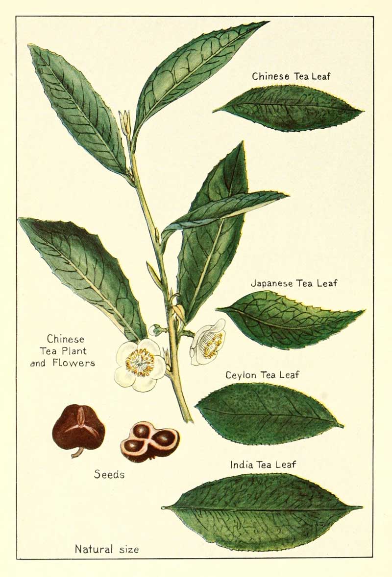 Variants of tea leaves